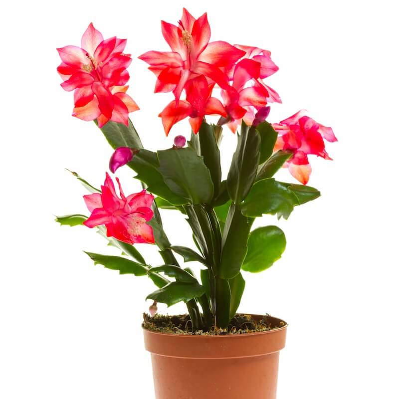 Schlumbergera Christmas Cactus