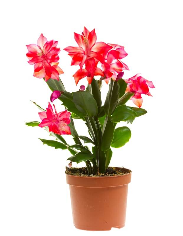 Schlumbergera Christmas Cactus
