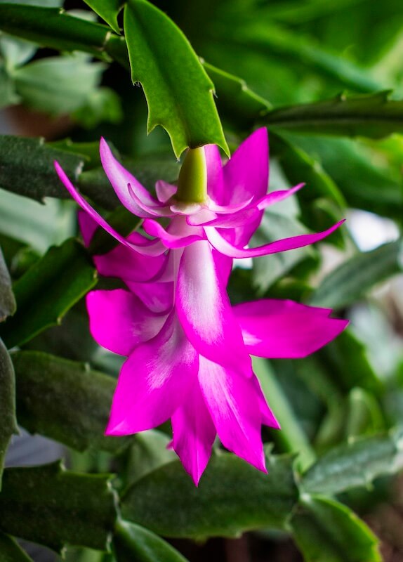 Schlumbergera Christmas Cactus