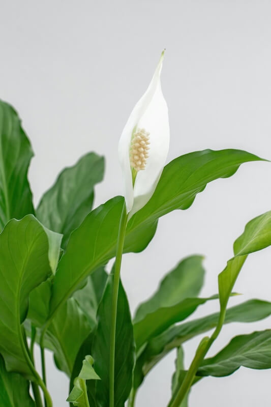 Spathiphyllum Peace Lily Flower Close Up Spathiphyllum Peace Lily