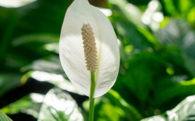 Peace Lily