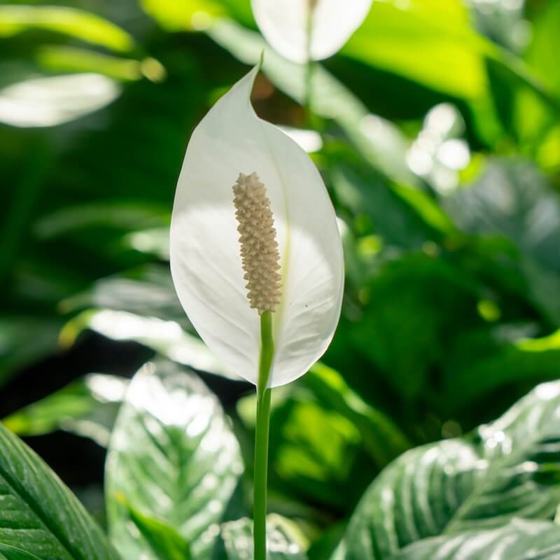 Spathiphyllum Peace Lily Flower Cropped Spathiphyllum Peace Lily