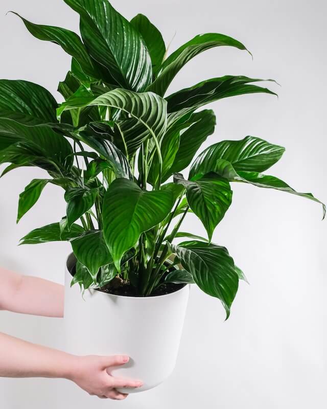 Spathiphyllum Peace Lily Plant Spathiphyllum Peace Lily