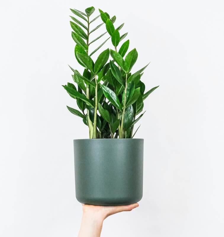 Zamioculcas zamiifolia ZZ Plant