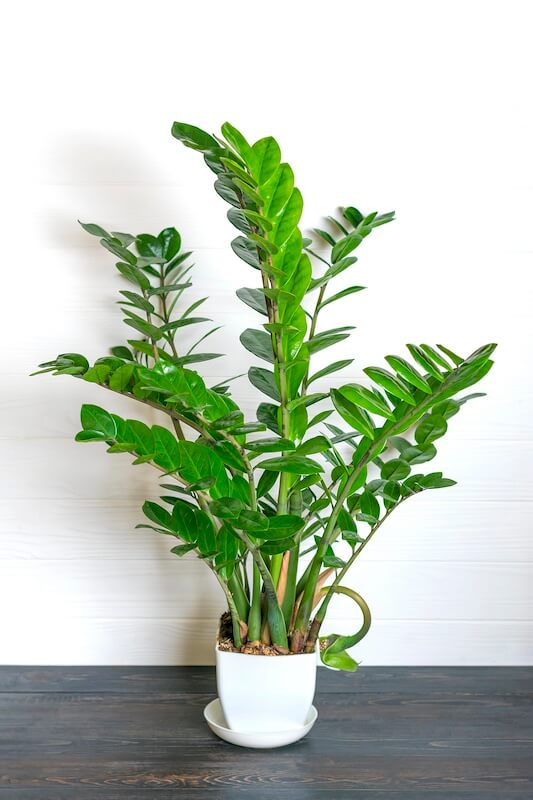Zamioculcas zamiifolia ZZ Plant