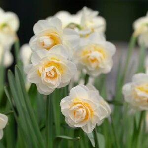 Narcissus Bridal Crown