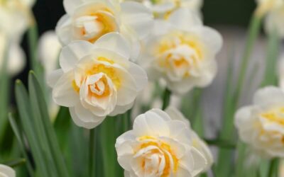Narcissus Bridal Crown