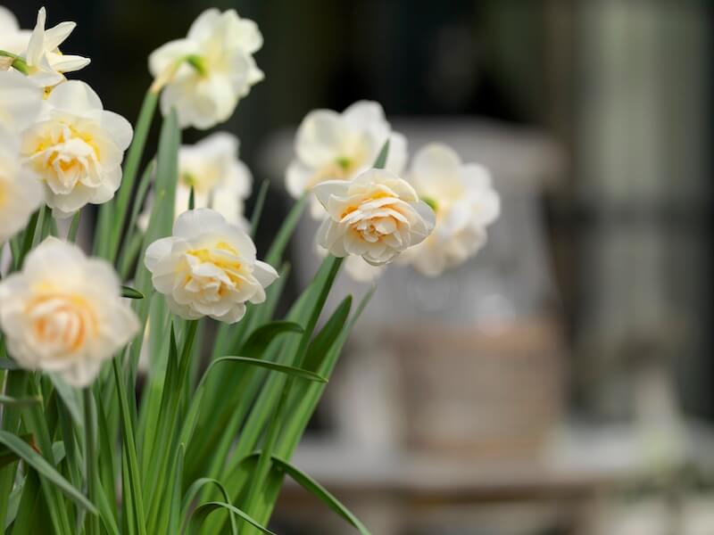 Narcissus Bridal Crown