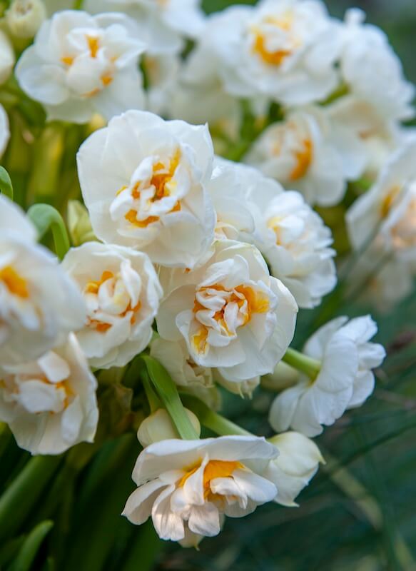 Narcissus Bridal Crown