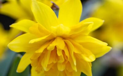 Narcissus Tete Boucle