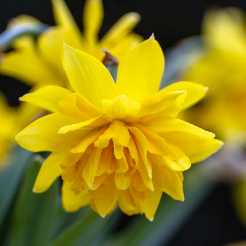 Narcissus Tete Boucle