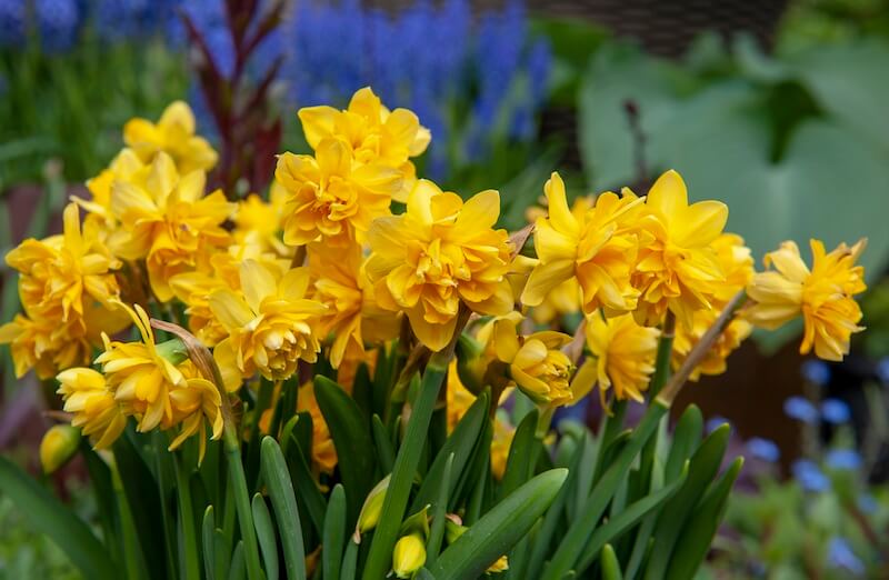 Narcissus Tete Boucle
