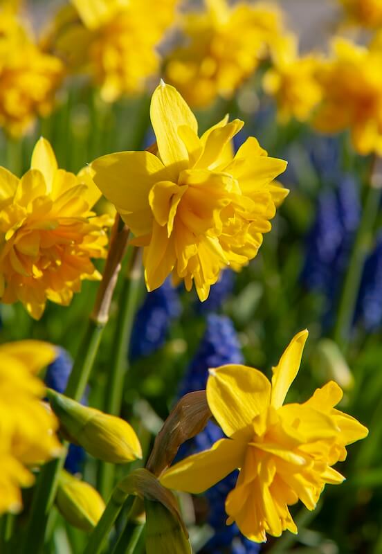 Narcissus Tete Boucle