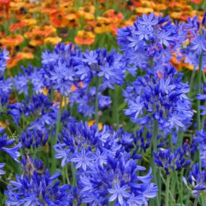 Agapanthus Northern Star