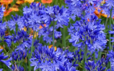 Agapanthus Northern Star
