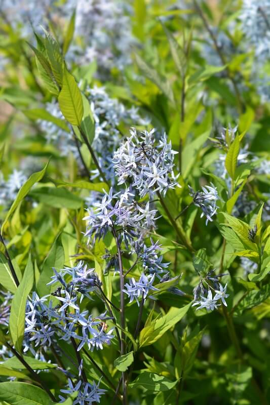 Amsonia Blue Ice Blue Flowers