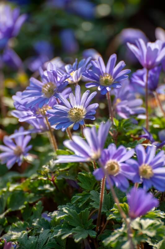 Anemone blanda Blue Shades Blue Flowers