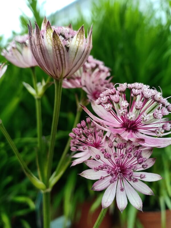 Astrantia – Elegant Summer Flowers for Shaded Borders