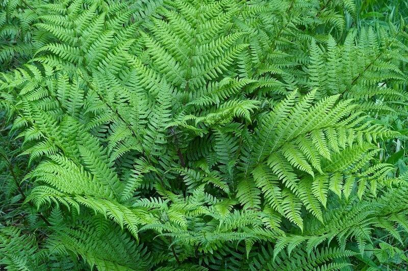Athyrium filix-femina Lady Fern Lush Green Fronds