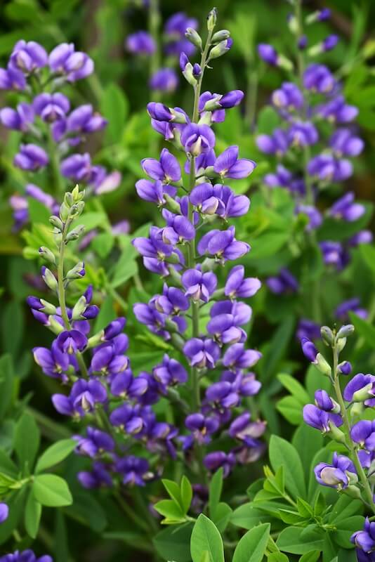 Baptisia Decadence Blueberry Sundae Blue Flowers