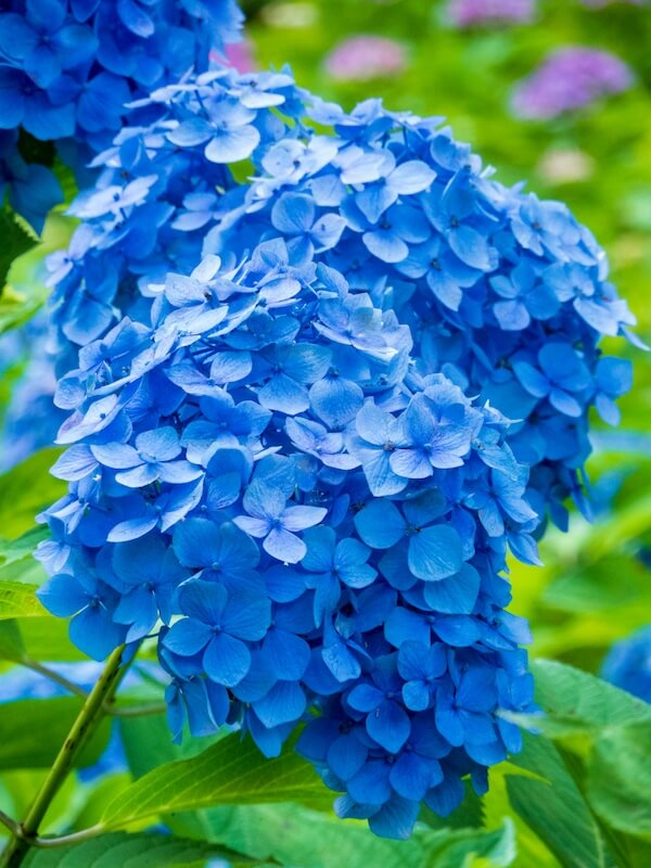Blue Hydrangea macrophylla Flowers