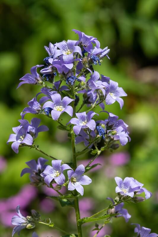 Campanula lactiflora Prichard's Variety Blue Flowers