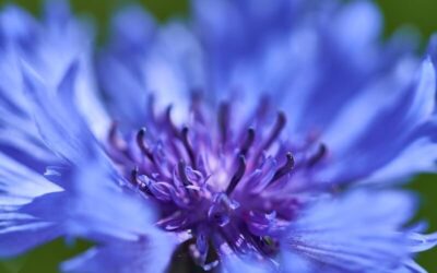 20 Beautiful Blue Flowers for UK Gardens