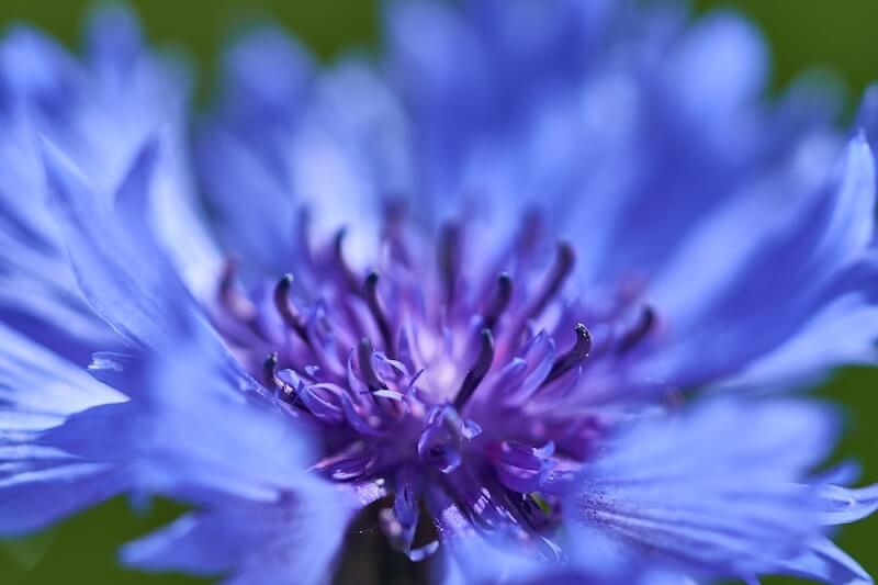 Centaurea montana Blue Flower Close Up