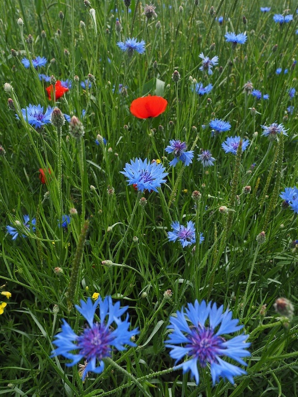 Centaurea montana Blue Flowers
