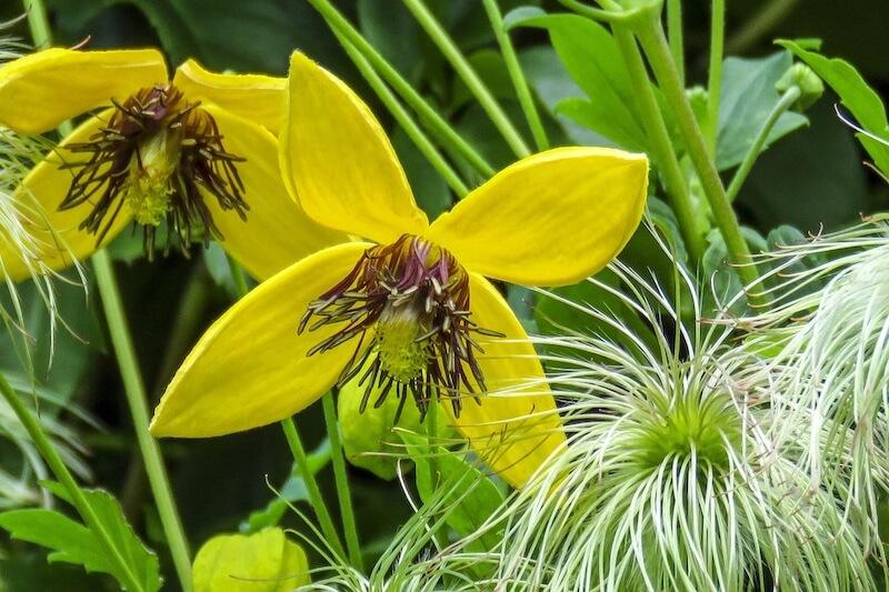 Clematis Bill Mackenzie Flowers & Seedheads