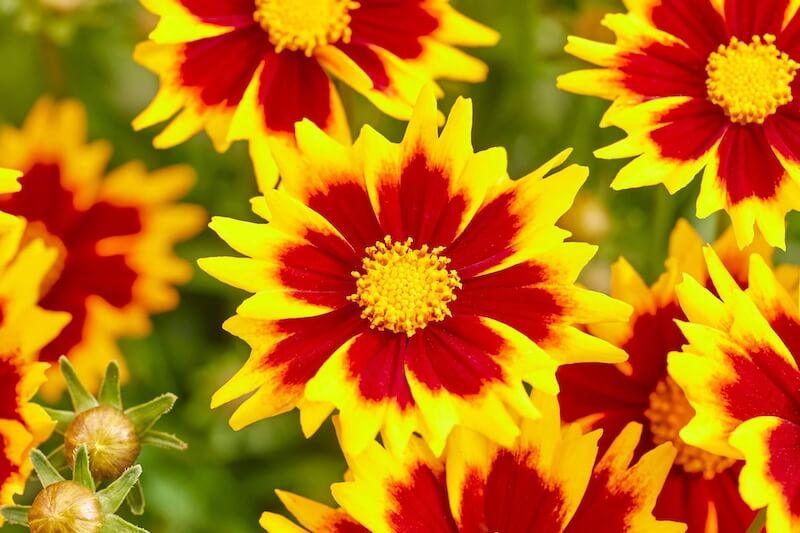 Coreopsis grandiflora Solar Jewel Flowers