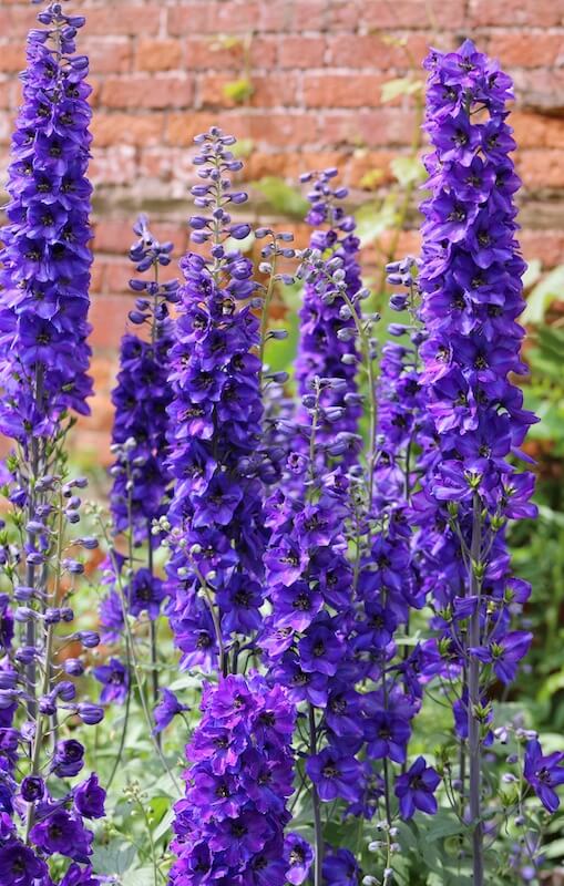 Delphinium Blue Flowers