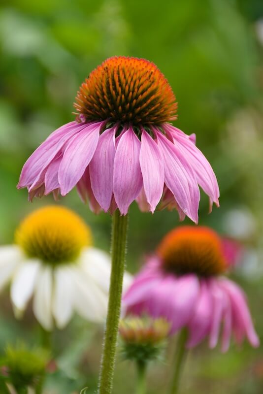 Echinacea (Coneflower) – Long-Flowering Plants for Sunny Areas