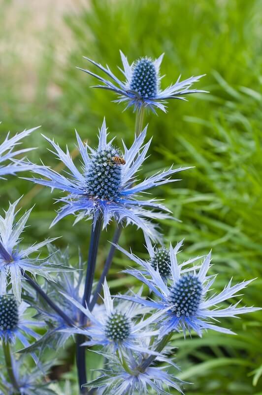 Eryngium planum Sea Holly Blue Flowers