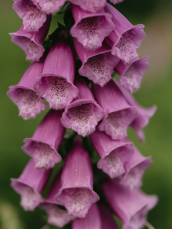 Foxgloves – Tall Cottage Garden Classics