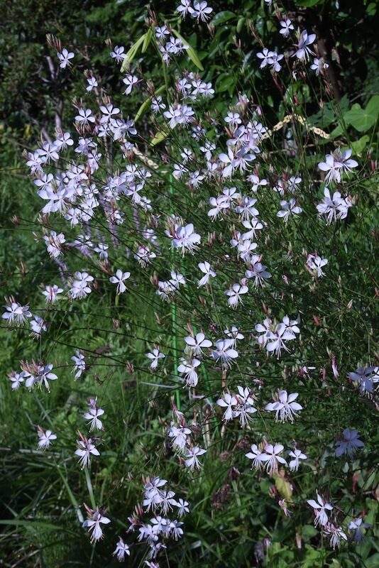 Gaura lindheimeri Flowers