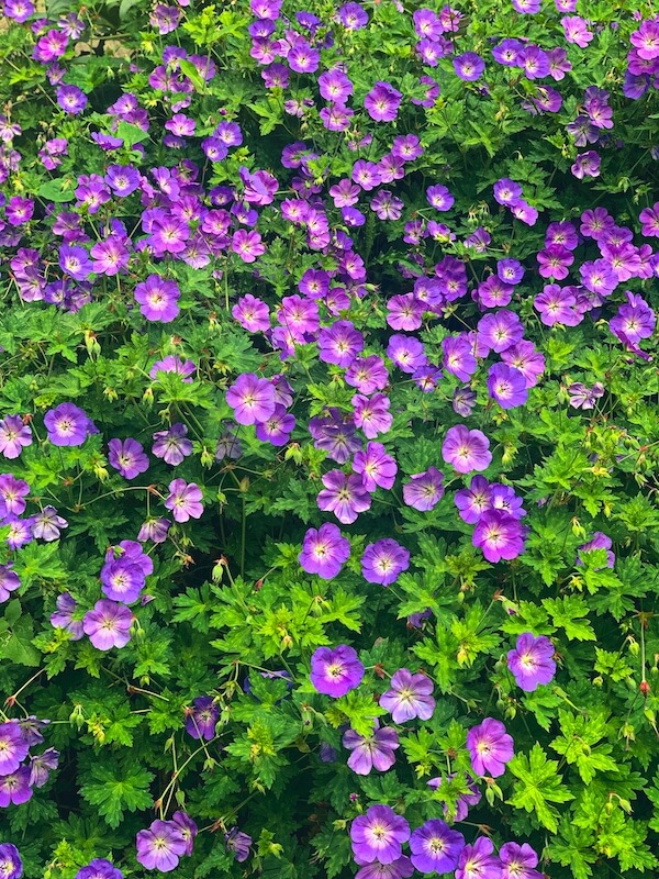 Geranium Rozanne
