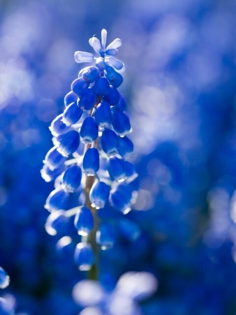 20 Beautiful Blue Flowers for UK Gardens | iGardening