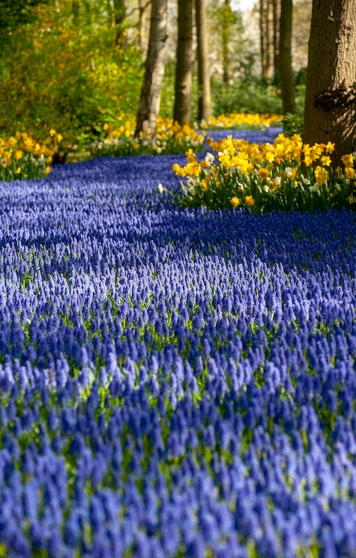Grape Hyacinth Muscari Blue Flowers Mass Planting