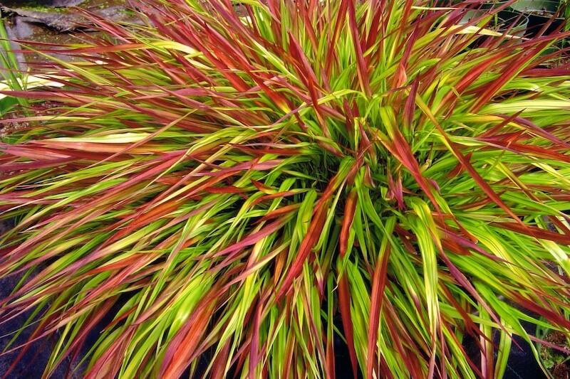 Hakonechloa macra Mulled Wine Vibrant Foliage