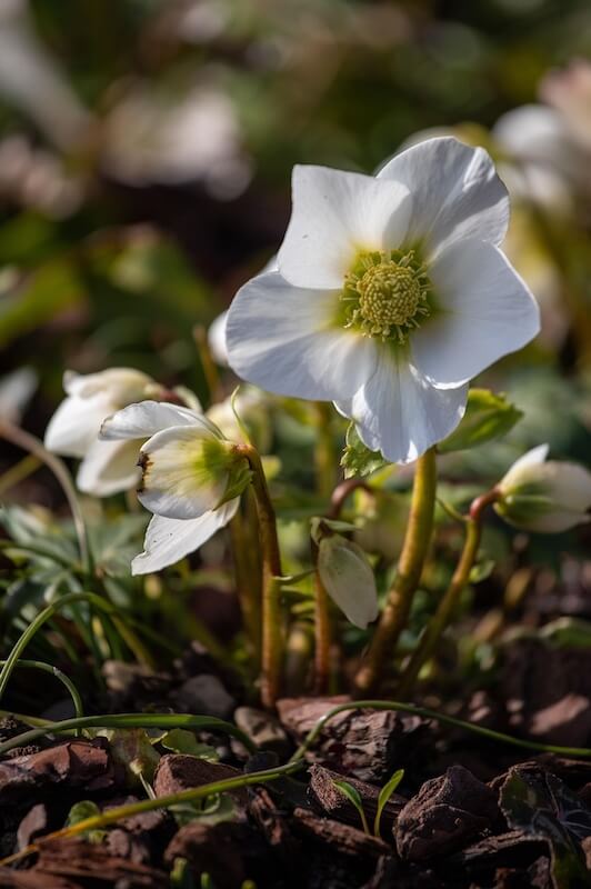 Hellebores – Early Flowers for Late Winter and Spring