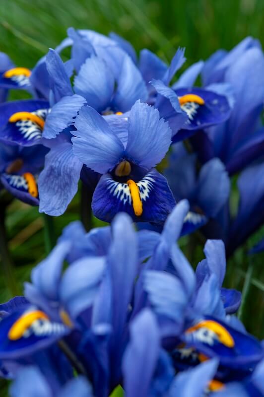 Iris reticulata Harmony Blue Flowers
