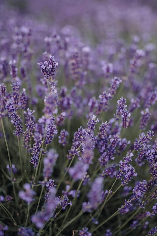 Lavender – A Fragrant Favourite for Sunny Borders