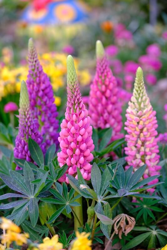 Lupins – Bold Spires for Colourful Borders