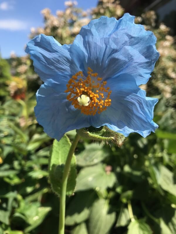 Meconopsis betonicifolia Lingholm Blue Flower