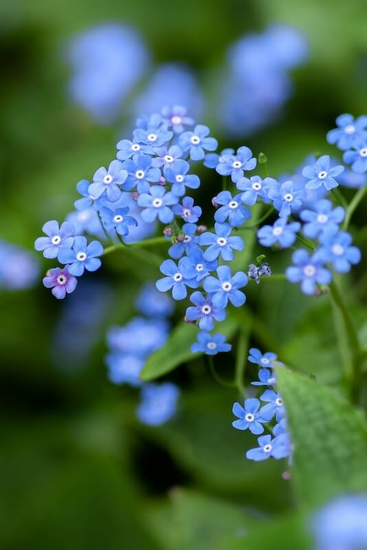 Myosotis sylvatica - Forget-me-nots - Blue Flowers