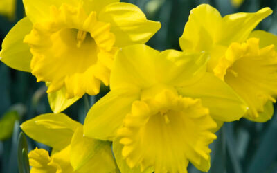 Narcissus Dutch Master