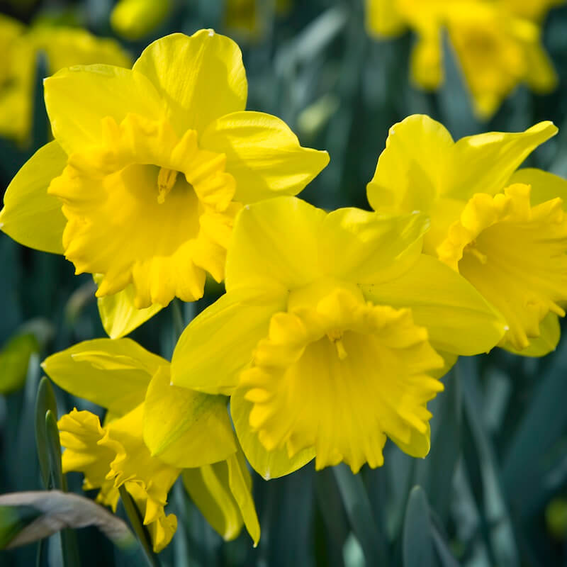 Narcissus Dutch Master Cropped Narcissus Dutch Master