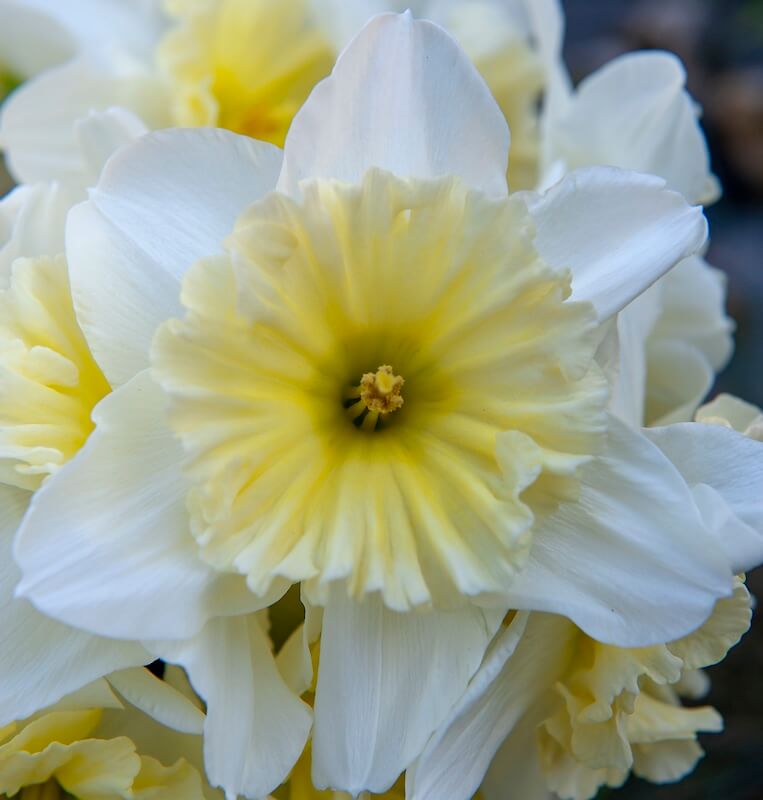 Narcissus Ice Follies