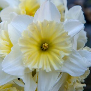 Narcissus Ice Follies